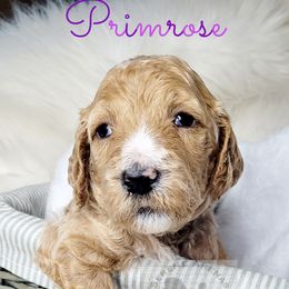 Poodle Puppies from Serene Arenas' Standard Poodles