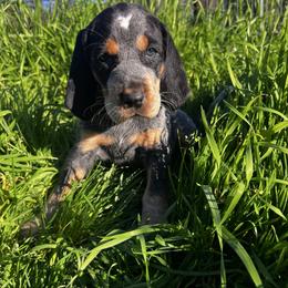 Creek - Blue ticked and tan male Bluetick Coonhound puppy in Wolf Creek, Oregon from Dejah Bleu Kennels