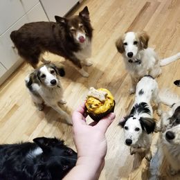 Companion Cross Puppies from Mandala Dogs
