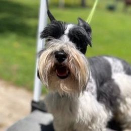Miniature Schnauzers from Beauties & Beasts Kennel