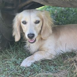 Lacie - Dachshund