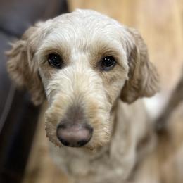Goldendoodles from Bellegrove Goldendoodles