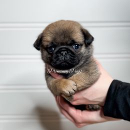 Alice - Fawn female Pug puppy in Shady Hills, Florida from Premium Pugs