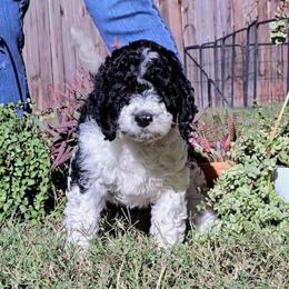 Yellow parti girl - Parti female Labradoodle puppy in San Antonio, Texas from Multigenerational Labradoodles of Central TX