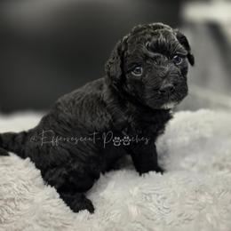 George - Black male Yorkipoo puppy in Coolidge, Arizona from Effervescent-Pooches