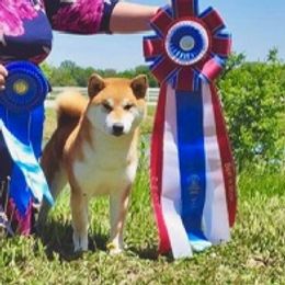 Indiana  - Shiba Inu