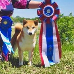 Indiana  - Shiba Inu
