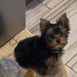 Dutton - Yorkshire Terrier