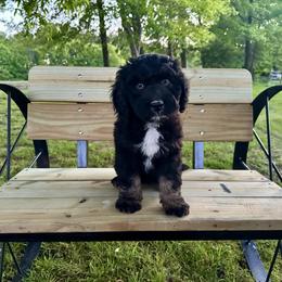 Boy 4 - Black phantom male Aussiedoodle puppy in Hillsboro, Illinois from Perfect Paws Puppies