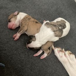 Whippet Puppies from Beloved Whippets