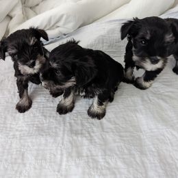 Miniature Schnauzer puppies from Ruby Schnauzers