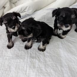 Miniature Schnauzer puppies from Ruby Schnauzers
