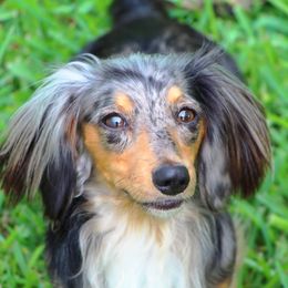 Nova - Dachshund