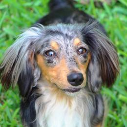 Nova - Dachshund