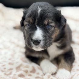 Girl 2 - Black tri female Miniature Australian Shepherd puppy in Arcadia, Indiana from Sunset Cowgirl Mini Aussies