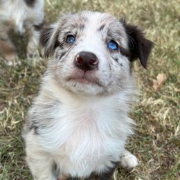 Doozie (Boy 4) - Australian Shepherd puppy from H3 Aussies