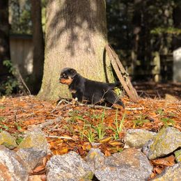 Rottweiler Puppies from Bronx Von Bridges Rottweilers