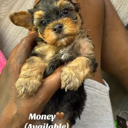 Money - Black and gold male Yorkipoo puppy in Atlanta, Georgia from YorkShih Pup & Co