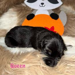 Queen Pink Collar - Black and red female German Shepherd puppy in Hillsboro, Indiana from Salty Raccoon Ranch German Shepherds
