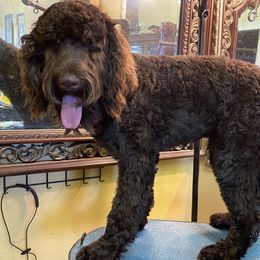 Labradoodles from Stephanie's Labradoodles