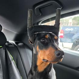 Girl 1 red collar - Black and rust female Doberman Pinscher puppy in Dallas, Georgia from Jeti Dobermans
