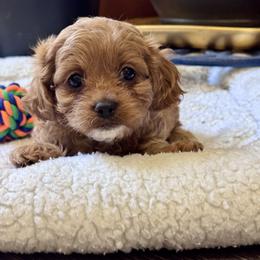 Ruby - Red female Cavapoo puppy in Macomb, Missouri from Hunter's Puppies