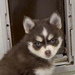 Cooper - Chocolate male Pomsky puppy in Spring Hill, Florida from PDQ Pomskies