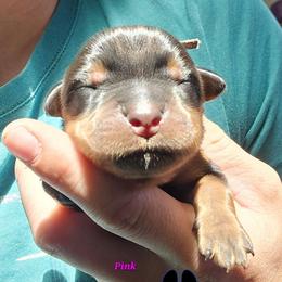 Pink - Black and mahogany female Rottweiler puppy in Tangent, Oregon from Raya's Royals