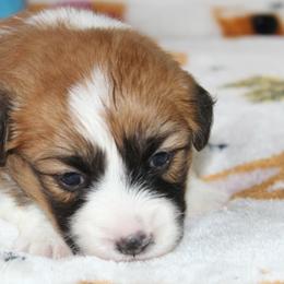 Pink Collar - Red female Pembroke Welsh Corgi puppy in Mountain View, Hawaii from Celtic Corgis