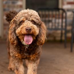 Coco - Bernedoodle