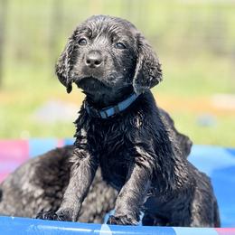 Blue collar - Black male Labrador Retriever puppy in Anderson, South Carolina from Iris Aislings Labradors
