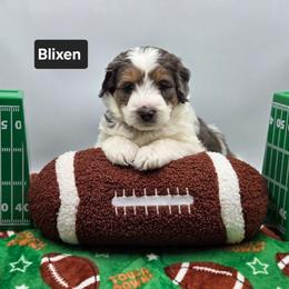 Blixen- Black collar - Grey and white male Bernedoodle puppy in Summerville, South Carolina from Channys Doodles