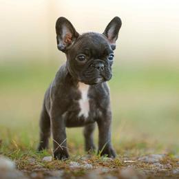 Girl 3 - Brindle and white female French Bulldog puppy in Baytown, Texas from Le Grande Bulldogs
