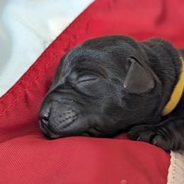 Labrador Retriever Puppies from BAK Forty Ranch