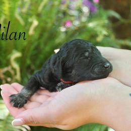 Milan - Phantom male Poodle puppy in Eugene, Oregon from Mount Zion Kennels