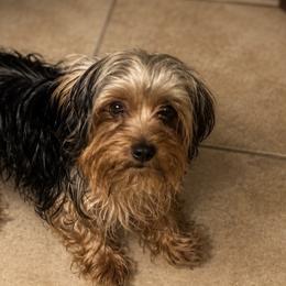 Maltese and Yorkshire Terriers from Teacup Yorkie Love