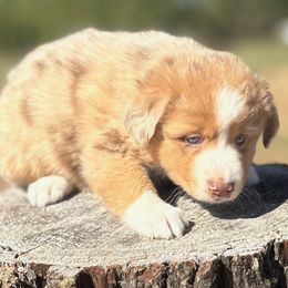 Pumpkin - Red merle female Miniature Australian Shepherd puppy in Granbury, Texas from Jubilee Acres