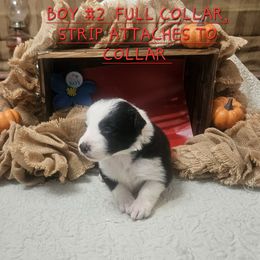 Boy 2 - Black and white male Border Collie puppy in Wakeman, Ohio from Sandstone Ridge Kennels