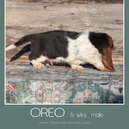 Oreo - Black white and brown male Basset Hound puppy in Jefferson City, Missouri from Triple Hill Farm