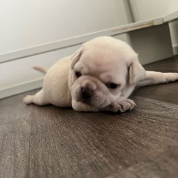 Butternut - Cream male Pug puppy in Salt Lake City, Utah from J&B Pugs