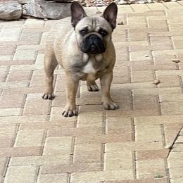 Renesmee - Fawn female French Bulldog puppy in Largo, Florida from Big Daddy Frenchies