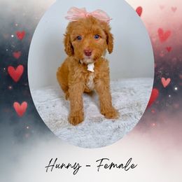 Hunny - Red  female Goldendoodle puppy in Canton, Georgia from Teddy Puppies