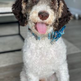 Aussiedoodle Puppies from Gore Doodle Ranch