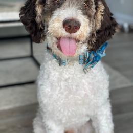 Aussiedoodle Puppies from Gore Doodle Ranch