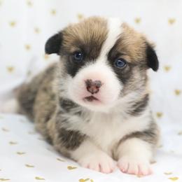 Briar - Red male Pembroke Welsh Corgi puppy in Plains, Montana from Diamond Corgis