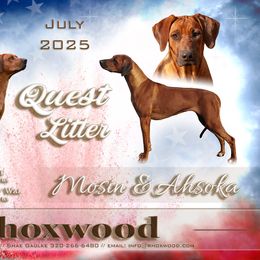 Girl 3 - Red wheaten female Rhodesian Ridgeback puppy in Hillman, Minnesota from Rhoxwood Kennel