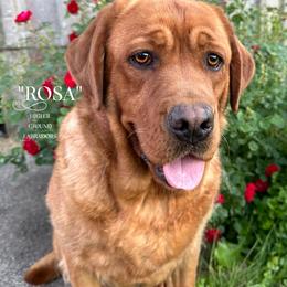 Rosa - Labrador Retriever