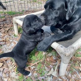 Labrador Retriever Puppies from Lost Woods Labradors