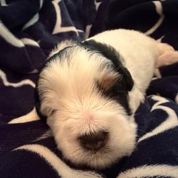 Neo AKC RARE black and rust parti - Parti male Miniature Schnauzer puppy in Dayton, Texas from Von Baron Schnauzers