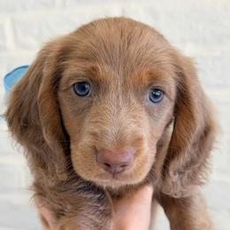 Windsor - Fawn (isabella) and tan male Dachshund puppy in Auburn, Alabama from Blue Bow Kennels